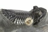 Detailed Hollardops Trilobite Fossil - Ofaten, Morocco #325969-2